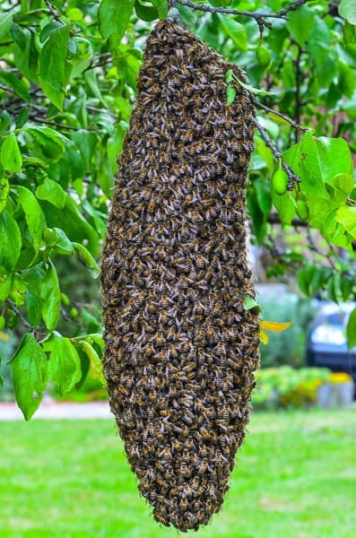 Essaim d'abeilles naturel suspendu à une branche d'arbre avec feuillage vert